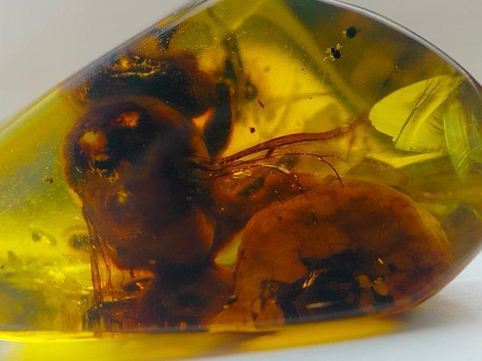 Barnsteen - Huge Fossil Bee in Amber – Pollination and, Verzamelen, Mineralen en Fossielen