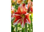 Flowerbulbs Amaryllis bulb red-white - set of 2, Verzenden