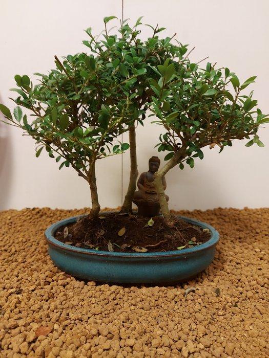 Japanese holly bonsai (Ilex crenata) - Hoogte (boom): 25 cm, Antiek en Kunst, Curiosa en Brocante