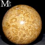 Fossiele koraalbolletjes Fossiele bol in madreporisch koraal