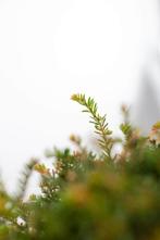 Taxus Baccata Bol 50-60cm, Tuin en Terras, Planten | Tuinplanten, Vaste plant, Lente, Verzenden, Volle zon