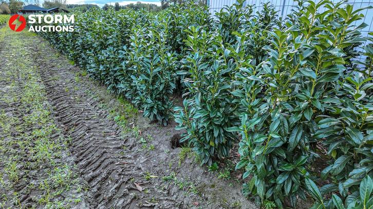 Laurier Genolia 150–175 cm – online veiling, Tuin en Terras, Planten | Bomen