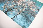 Viet Ha Tran - Almond tree, Antiek en Kunst