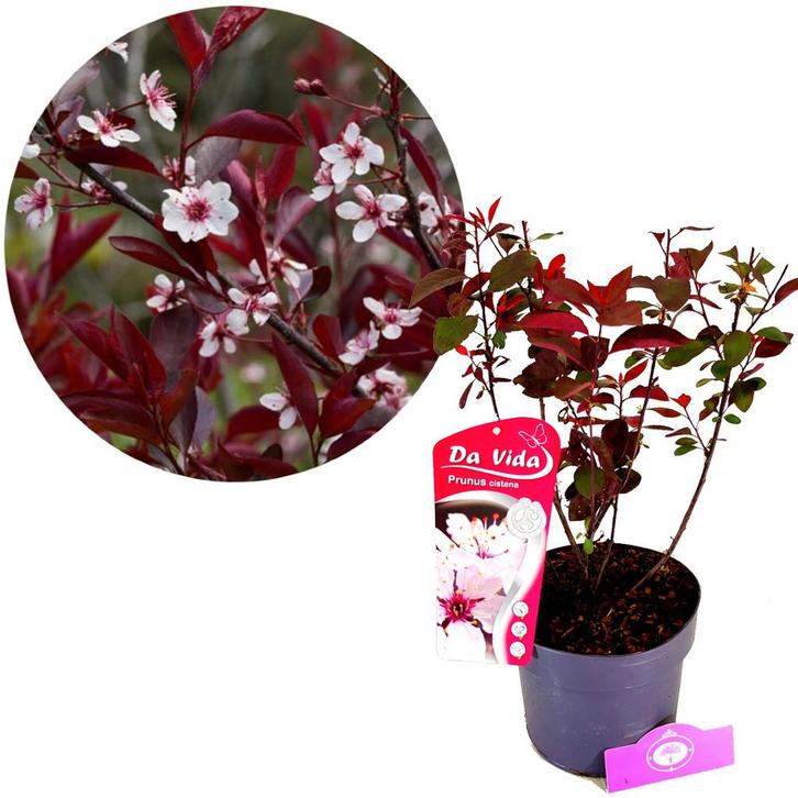 Prunus x cistena + pot 19cm, Tuin en Terras, Planten | Tuinplanten, Verzenden