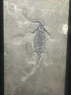 Fossiele plaatmatrix - Keichousaurus sp. (Pregnant) - 24 cm