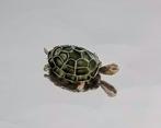 800 Zilveren filigraan email schildpad - Broche