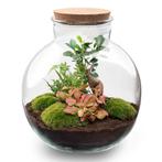 Terrarium Bolder Bob Bonsai + Led verlichting in kurk, Verzenden