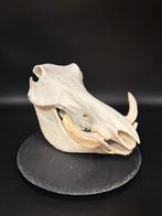 Wrattenzwijn Schedel - Phacochoerus africanus - 22.5 cm - 20, Verzamelen, Nieuw