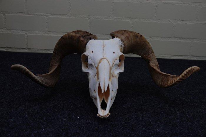 Sheep Skull with large curled horns Bot - Ovis aries - 0 cm, Verzamelen, Dierenverzamelingen
