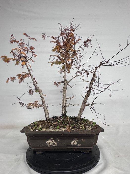 Kustmammoetboom bonsai (Sequoia) - Hoogte (boom): 80 cm -, Antiek en Kunst, Curiosa en Brocante