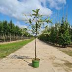 Appelboom / Appelbomen Malus Elstar | Leiboom, Tuin en Terras, Planten | Bomen