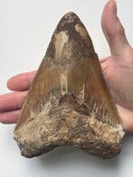 Megalodon - Fossiele tand - 16.3 cm (Zonder Minimumprijs), Antiek en Kunst, Curiosa en Brocante