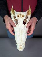 Siamese krokodil Schedel - Crocodylus siamensis Pair (with, Nieuw