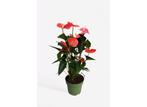 Flamingoplant - Anthurium Maine Pink P17, Huis en Inrichting, Kamerplanten, Verzenden
