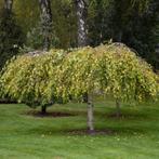 Treurberk - Betula pendula Youngii - Omtrek: 14-18 cm | Hoog, Ophalen of Verzenden