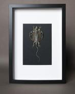 Hagedis Taxidermie volledige montage - Draco volans - 40 cm