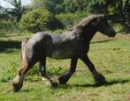 jonge Irish Cobs / Tinkers, Dieren en Toebehoren, Paarden, Minder dan 160 cm, 0 tot 2 jaar, Onbeleerd, Meerdere dieren