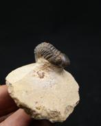 Trilobiet - Gefossiliseerd dier - Morocops ovatus (Zonder