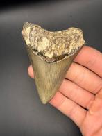 Megalodon - Fossiele tand - Carcharias Megalodon - 9.3 cm -, Verzamelen, Mineralen en Fossielen