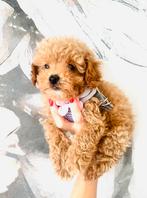 Schattige MALTIPOO pups , maltezer x toy poedel, Dieren en Toebehoren, Parvo, Overige rassen, 8 tot 15 weken, Meerdere