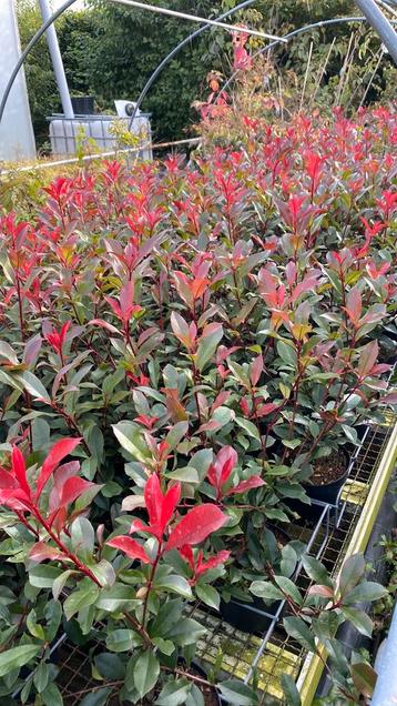 Photinia ‘carre rouge’ (glansmispel) haagplanten -haag-groen beschikbaar voor biedingen