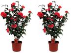 Set van 2 Camelia Japonica