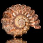 Fascinerende collectieschelpen van het type Harpa Zeeschelp, Antiek en Kunst