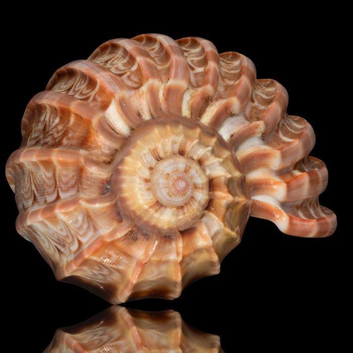 Fascinerende collectieschelpen van het type Harpa Zeeschelp, Antiek en Kunst, Curiosa en Brocante