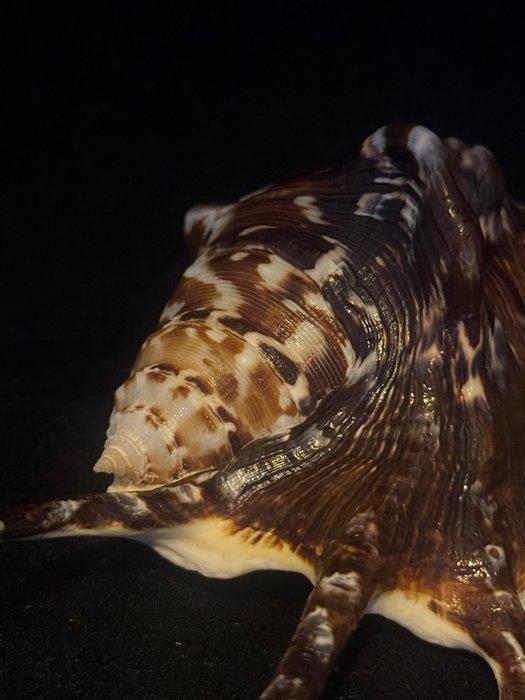 Zeeslak Zeeschelp - M-1000 LAMBIS LAMBIS (Zonder, Antiek en Kunst, Curiosa en Brocante