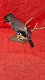 Gaai - Hert Taxidermie wandmontage - Garrulus glandarius -, Nieuw