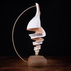 Marine Beauty Spyral - Artistieke basis - Taxidermie, Verzamelen