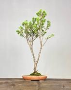 Jeneverbes bonsai (Juniperus) - Hoogte (boom): 65 cm -, Antiek en Kunst