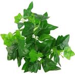 Hedera Bundel Large Ivy bush Groen 40cm Hedera Bush, Nieuw, Ophalen of Verzenden