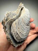 Grote elegante Pliocène oester - dubbeleklep - Japan -