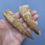 Dinosaurus - Fossiele tanden - Spinosaurus aegyptiacus - 117