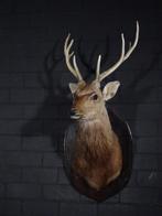 Sika Deer Shoulder-mount - Schedel met gewei - Cervus nippon, Nieuw