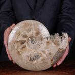 Exclusieve Poolse Cleoniceras - Gefossiliseerde schelp -, Verzamelen, Nieuw