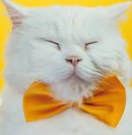 Katten strikjes in diverse kleuren!, Verzenden, Nieuw