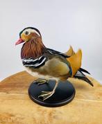 Manderijn eend Taxidermie volledige montage - Aix, Verzamelen, Dierenverzamelingen, Nieuw