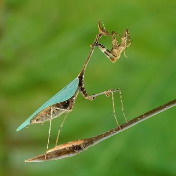 Sibylla pretiosa