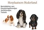 Herplaatsing Labrador, Labradoodle, Retriever, Spaniëls, enz
