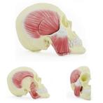 Anatomie model halve schedel met kauwspieren, Nieuw, Verzenden