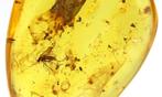 Authentieke Baltische amber met fossiele