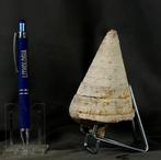 Een grote fossiele schelp - Uitstekende bewaring -