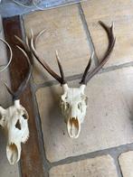 Hert Schedel met gewei - cervidé - 92 cm - 52 cm - 16 cm -, Verzamelen, Dierenverzamelingen, Nieuw