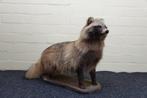 Wasbeerhond Taxidermie volledige montage - Nyctereutes, Verzamelen, Dierenverzamelingen, Nieuw