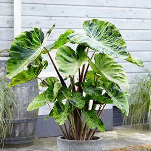 Moerings Colocasia Mojito | Mojito Taro | In 18CM Mand Kant