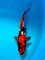 Voor al uw Japan koi Koiveiling.com We zijn weer online!, Dieren en Toebehoren, Vissen | Vijvervissen, Karper of Koi