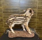 Frisling Wild Zwijn Taxidermie Opgezette Dieren By Max, Verzamelen, Ophalen of Verzenden, Nieuw, Wild dier, Opgezet dier