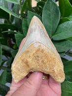 Megalodon - Fossiele tand - 112 mm - 81 mm, Verzamelen, Mineralen en Fossielen